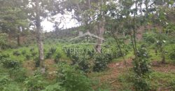 Tlaltetela Huatusco / 20 ha / Terreno en Venta (2303-865)