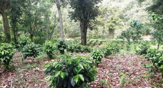 Tlaltetela Huatusco / 20 ha / Terreno en Venta (2303-865) Tlaltetela Huatusco / 20 ha / Terreno en Venta (2303-865)
