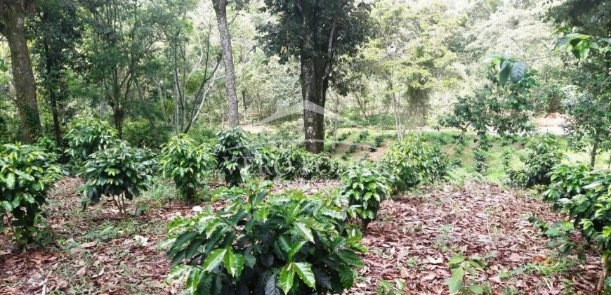 Tlaltetela Huatusco / 20 ha / Terreno en Venta (2303-865)