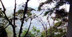 VENTA – TERRENO MATA LARGA – 2510-081