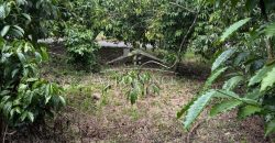 Ignacio Zaragoza, Veracruz / 1 ha / Terreno en Venta (2501-180)