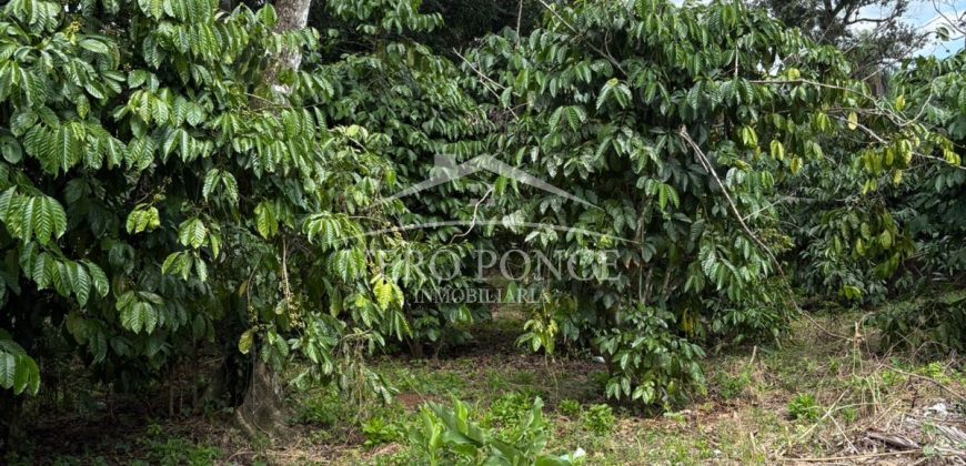 Ignacio Zaragoza, Veracruz / 1 ha / Terreno en Venta (2501-180)