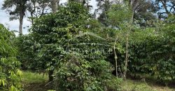 Ignacio Zaragoza, Veracruz / 1 ha / Terreno en Venta (2501-180)