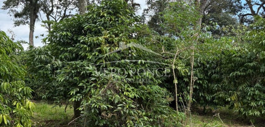 Ignacio Zaragoza, Veracruz / 1 ha / Terreno en Venta (2501-180)