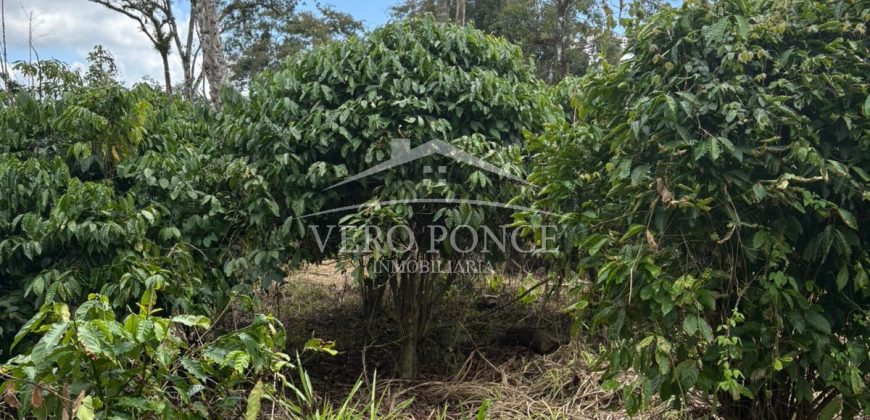 Ignacio Zaragoza, Veracruz / 1 ha / Terreno en Venta (2501-180)