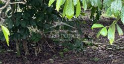 Ignacio Zaragoza, Veracruz / 1 ha / Terreno en Venta (2501-180)