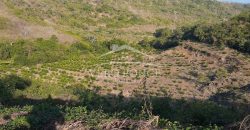 Carrillo Puerto / 40 ha / Terreno en Venta (2526-186)