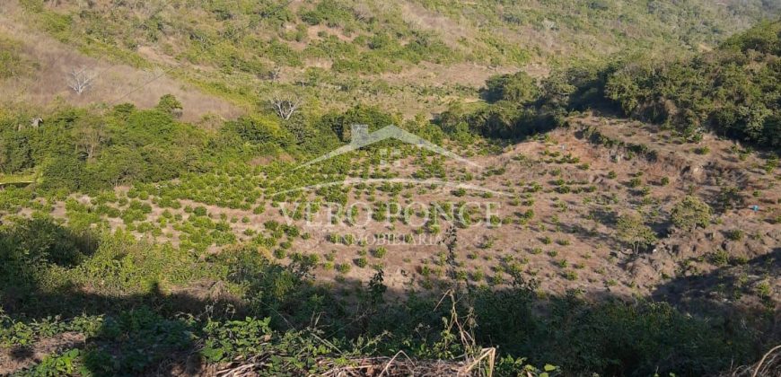 Carrillo Puerto / 40 ha / Terreno en Venta (2526-186)