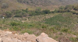 Carrillo Puerto / 40 ha / Terreno en Venta (2526-186)
