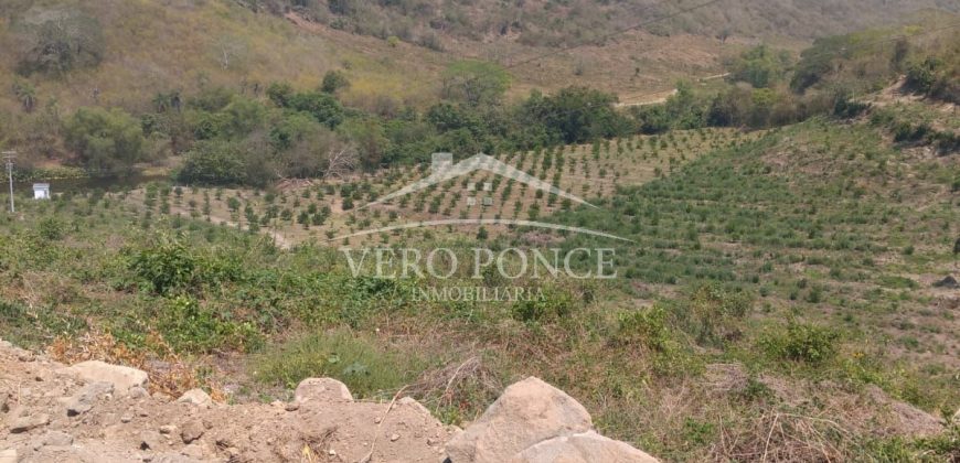 Carrillo Puerto / 40 ha / Terreno en Venta (2526-186)